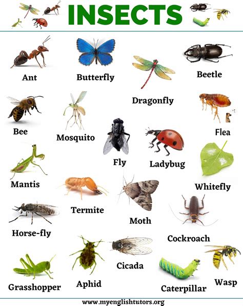 Insects .
